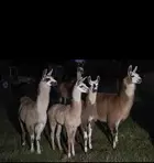 Llamas save the day: how Heidi Price's farm animals helped catch a thief