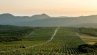 Putin’s push for ‘patriotic’ wine leaves vodka on the rocks