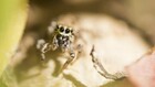 Why you should consider a jumping spider as your next pet