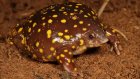 What’s croaking? New app identifies frogs by sound