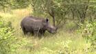 'Rhino Renaissance Campaign': South Africa steps up fight against poachers