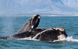 News24 | Saving the whale: Hermanus research hub planned to aid the world's whales and dolphins