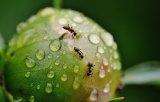 Ants Eating Your Plants? The Answer’s Hiding In Your Kitchen Cupboard