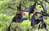 Six Nipah Virus deaths: could South Africa be at risk?