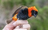 Bird ringing – bringing knowledge and delight
