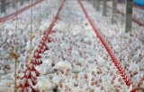 SIYABULELA MAKUNGA | Why we're probing the poultry industry