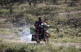 Agencies race to prevent new food crisis as locusts return to northern Africa