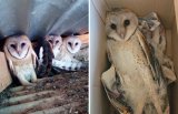 OWL death at Coca-Cola plant ignites calls for boycott