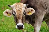 Free State hit by confirmed foot and mouth disease outbreak