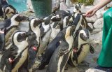 New oil transfer regulations a ‘lifeline for penguins’, says Minister