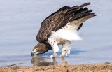 Eastern Cape game reserves challenge wind farm approval in court