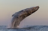 In photos: Huge groups of humpback whales return to West Coast