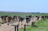 Foot and mouth cases unsolved in five provinces – department of agriculture