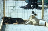 News24 | KZN man dies from rabies two months after bite from his dog