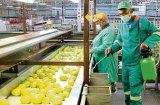 State lines up support for sectors facing USA tariffs