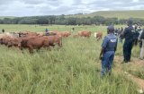 Cattle worth R2.8 million recovered as police tackle stock theft