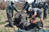 KZN leads the fight against rhino poaching with a remarkable 68% decline
