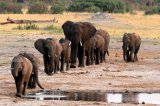 Climate fund targets wildlife bonds for every country in Africa