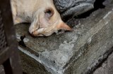 I Just Learned Why Cats Like Concrete Slabs So Much, And It's So... Cat