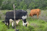 Foot and mouth disease outbreak in North West