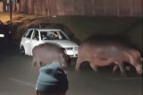 Family of hippos stroll through St Lucia streets – WATCH