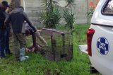 UPDATE | SPCA confirms capture of baboon on the loose in Cape Town
