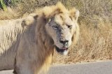SANParks gives latest update on Casper the white lion’s condition