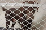 John Steenhuisen steps in to spare chocolate Labrador from being put down
