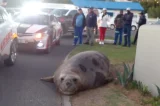 Cape Town residents stunned as elephant seal roams suburban streets