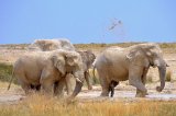 Devastating fire rages at Etosha National Park