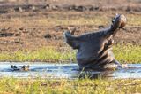 Two drown reaching HIPPO carcass in KwaZulu-Natal