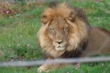Kgalagadi lions now call Addo Elephant National Park home