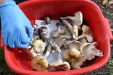 Mushroom murders: Australian woman found GUILTY of triple murder