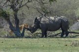 Body of suspected rhino poacher found in Kruger National Park