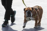 Lewis Hamilton thankful for wishes after dog Roscoe’s death