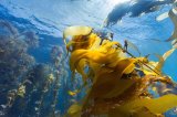 David Attenborough's 'Ocean' dazzles with wonder, destruction and hope
