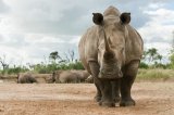 New strategy to help save Kruger National Park’s white rhinos