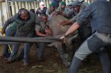 Mozambique welcomes 10 new black rhinos to Zinave National Park