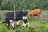 Foot and mouth disease outbreak in North West