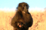 Baboon dismembered and skinned on Despatch street sparks outrage