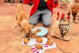 SPCA explains nutrition needs after skinny dog's fast food 'treat'