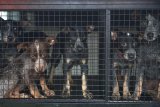 News24 | SPCA forced to withdraw mobile clinic from Khayelitsha after staff hijacking attempt