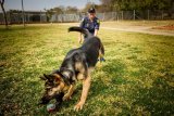 News24 | Who left the dogs out: Western Cape K9 unit desperate for resourcing, politicians claim