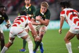 Boks return to Brighton for Japan Test
