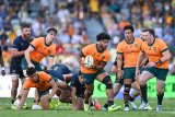 Wallabies rocked by major Bledisloe setback