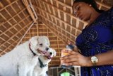 Nigeria’s dog owners hit with surging pet food prices amid cost-of-living crisis