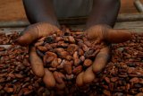 Nigerian cocoa processor Johnvents receives investment from Britain to expand