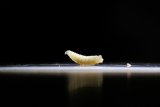 US screwworm patient recovered, Maryland says, as ranchers criticise secrecy