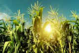 Ingenuity helps Zimbabwe weather drought and US aid cuts