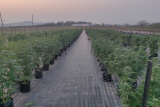 Hawks arrest man after raid on R30m cannabis lab outside PMB
